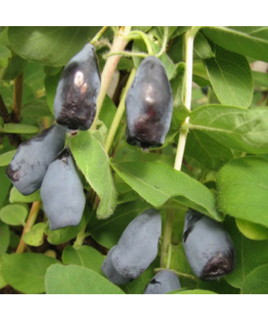 Kamčatská borůvka 'Woloszebnica'