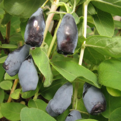 Kamčatská borůvka 'Woloszebnica'