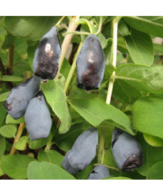 Kamčatská borůvka 'Woloszebnica'