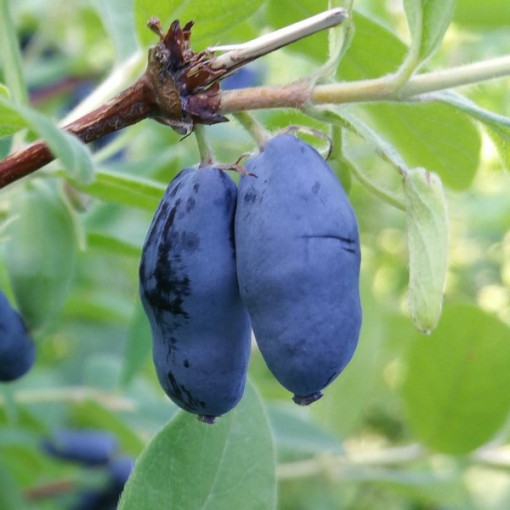 Kamčatská borůvka WOJTEK 2l