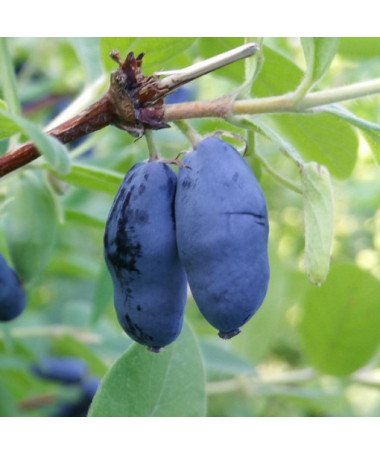 Kamčatská borůvka WOJTEK P9/C1