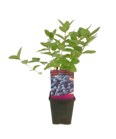 Kamčatská borůvka WOJTEK P9/C1