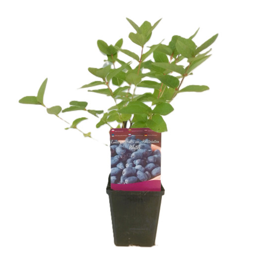 Kamčatská borůvka WOJTEK P9/C1