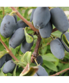 Zimolez kamčatský 'Sinoglaska' 2L