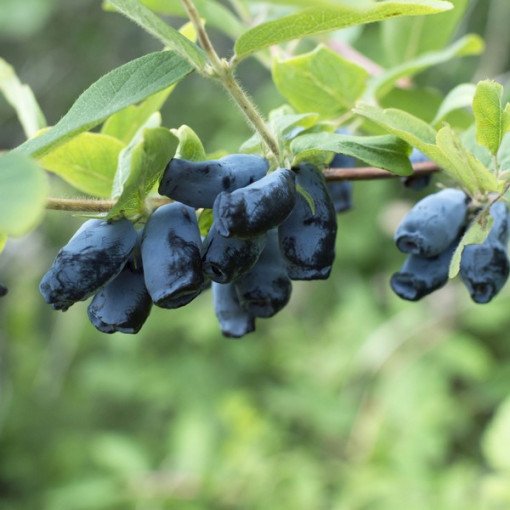 Zimolez kamčatský 'Sinoglaska' 2L