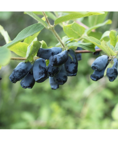 Zimolez kamčatský 'Sinoglaska' P9/C1