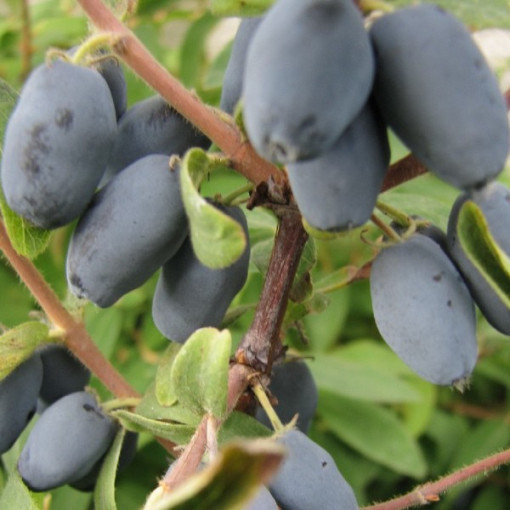 Zimolez kamčatský 'Sinoglaska' P9/C1