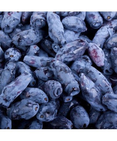 Kamčatská borůvka KAMCZADAŁKA