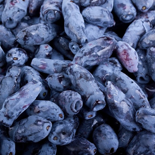 Kamčatská borůvka KAMCZADAŁKA