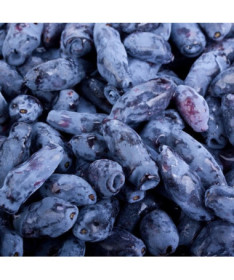 Kamčatská borůvka KAMCZADAŁKA