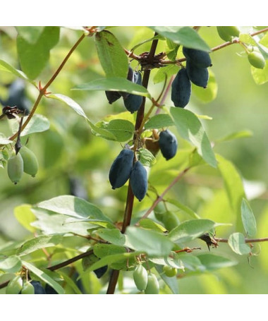 Kamčatská borůvka DUET
