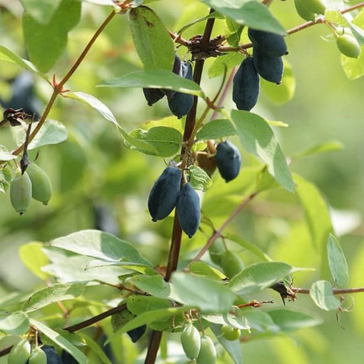 Kamčatská borůvka DUET
