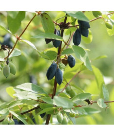 Kamčatská borůvka DUET