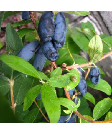 Zimolez kamčatský 'Czelabinka' 2L