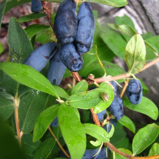 Zimolez kamčatský 'Czelabinka' P9/C1