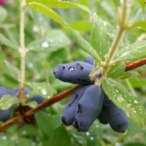 Kamčatská borůvka 'Black'