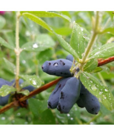 Kamčatská borůvka 'Black'