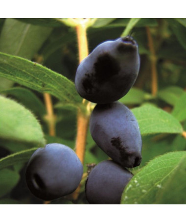 Kamčatská borůvka 'Black'