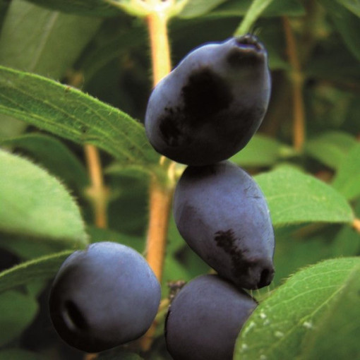 Kamčatská borůvka 'Black'