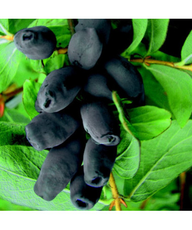 Zimolez kamčatský 'Brazowa' 2L