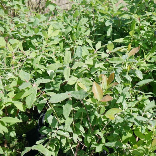 Zimolez kamčatský 'Brazowa' 2L