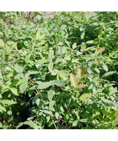 Kamčatská borůvka Hnědá P9/C1