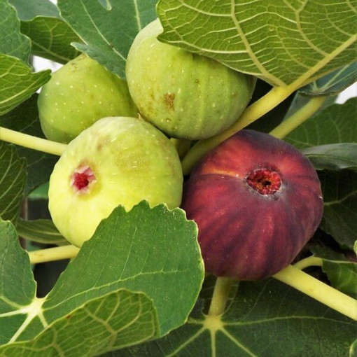 Fíkovník smokvoň 'Brown Turkey' 4L