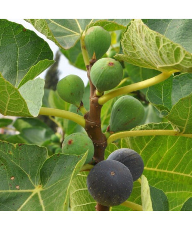 Fíkovník smokvoň 'Brown Turkey' 4L