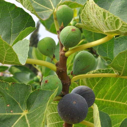 Fíkovník smokvoň 'Brown Turkey' 4L