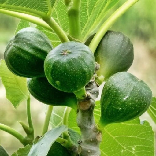 Pravý fíkovník 'Brown Turkey' P9/C1