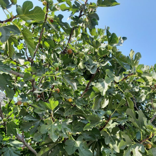 Pravý fíkovník 'Brown Turkey' P9/C1