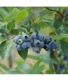 Borůvka chocholičnatá 'Patriot' 2L