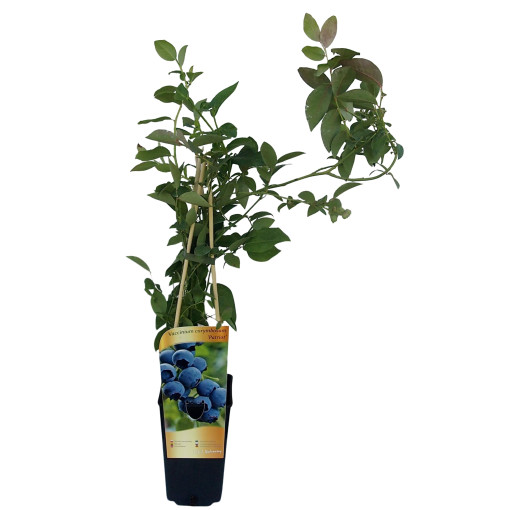 Borůvka chocholičnatá 'Patriot' 2L