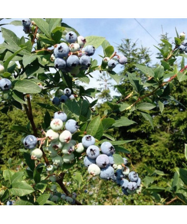 Kanadská borůvka Patriot P9/C1