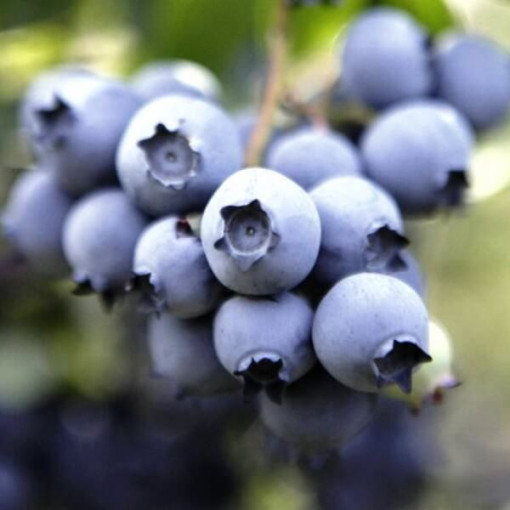 Kanadská borůvka Nelson P9/C1