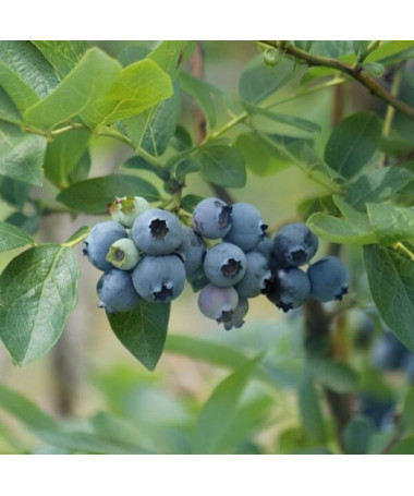 Borůvka chocholičnatá 'Elizabeth' P9/C1