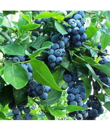 Borůvka chocholičnatá 'Earliblue' P9/C1