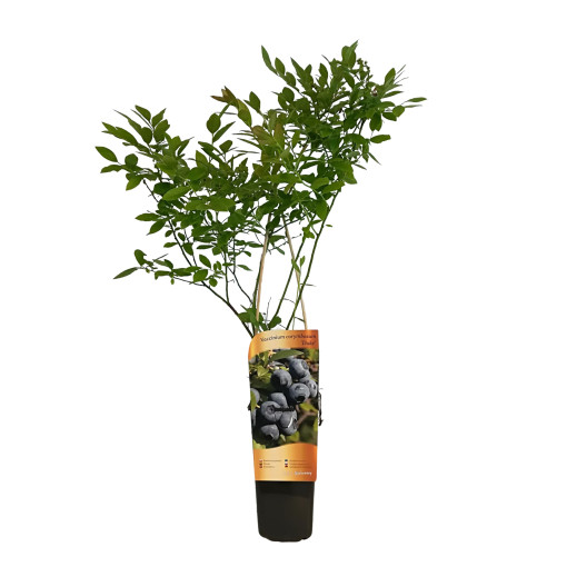 Borůvka chocholičnatá 'Duke' (mrazuvzdorná) 2L