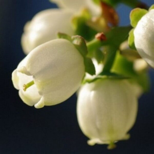 Kanadská borůvka 'Duke' MRAZUODOLNÁ P9/C1