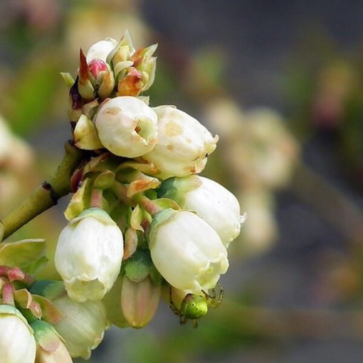 Kanadská borůvka 'Darrow' P9/C1