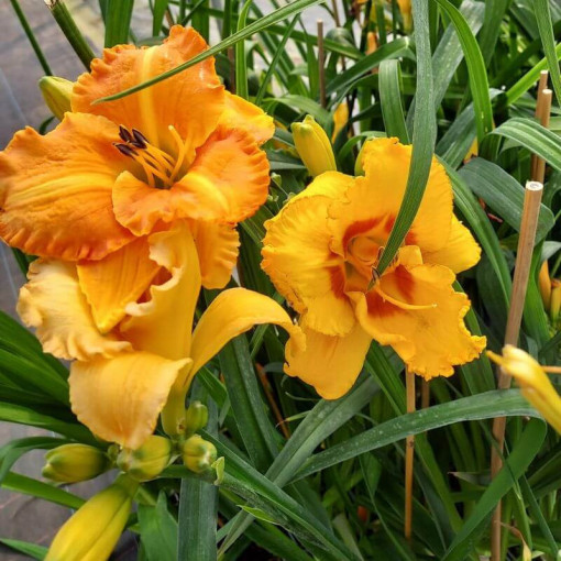 Lilie "Orange Sensation" květináč. 2L