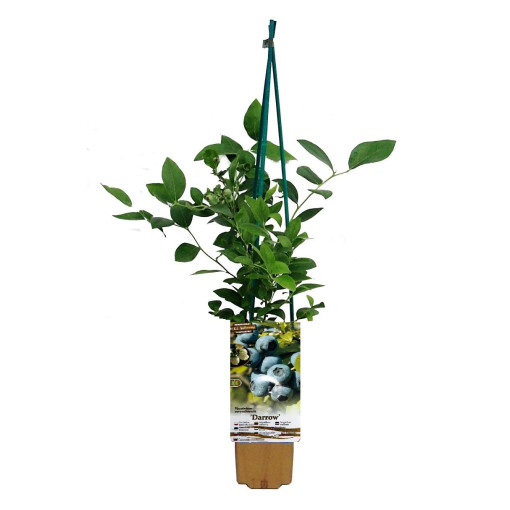 Kanadská borůvka 'Darrow' P9/C1