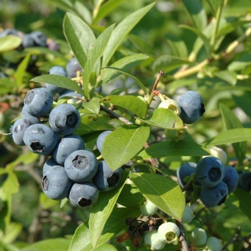 Kanadská borůvka 'Chanticleer' P9/C1