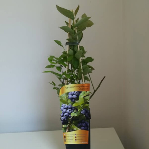 Borůvka chocholičnatá 'Chandler' 2L