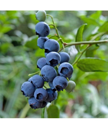 Kanadská borůvka 'Brigitta' P9/C1