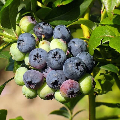 Borůvka chocholičnatá 'Bonifacy' P9/C1