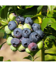 Borůvka chocholičnatá 'Bonifacy' P9/C1