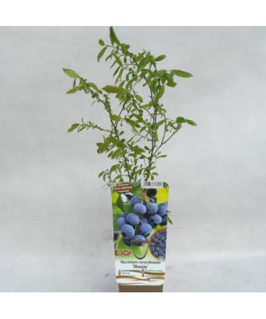 Kanadská borůvka 'Bluejay' P9/C1