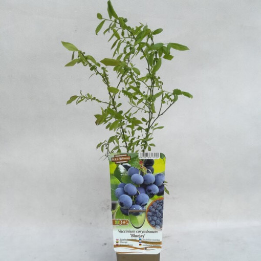 Kanadská borůvka 'Bluejay' P9/C1