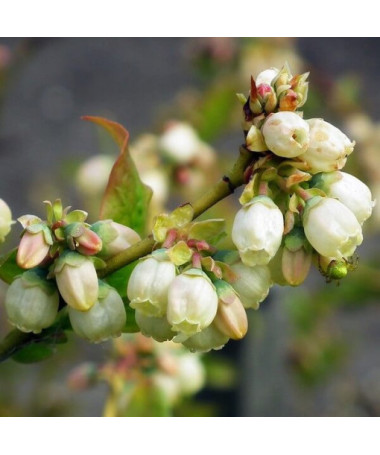Kanadská borůvka 'Bluegold' P9/C1